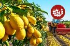ببینید، مراحل کاشت، برداشت و فرآوری صدها تن لیمو در مزارع آمریکا