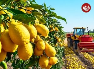 ببینید، مراحل کاشت، برداشت و فرآوری صدها تن لیمو در مزارع آمریکا