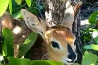 ببینید| شکار آسان بچه آهوهای پنهان شده توسط پلنگ