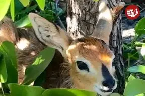 ببینید| شکار آسان بچه آهوهای پنهان شده توسط پلنگ