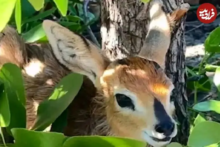 ببینید| شکار آسان بچه آهوهای پنهان شده توسط پلنگ