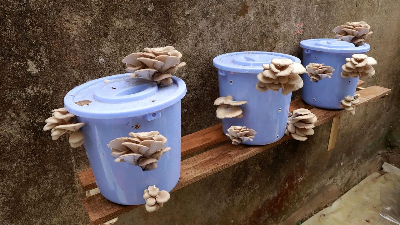 (ویدئو) چگونه با علف خشک و سطل پلاستیکی در خانه «قارچ خوراکی» پرورش دهیم؟
