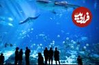 ببینید؛ درگیری ترسناک دو کوسه در آکواریوم
