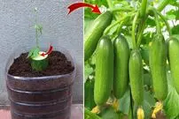 (ویدئو) نحوه کشت و برداشت آسان و سریع خیار در بطری پلاستیکی