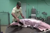 (ویدئو) برش زدن تمساح 2.5 متری به وزن 167 کیلوگرم توسط شکارچی آمریکایی