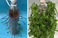 ببینید؛ به همین سادگی در خانه نعناع پرورش دهید!