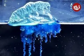 ببینید| کشف یک عروس دریایی سامورایی در ژاپن!