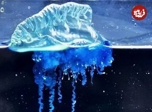 ببینید| کشف یک عروس دریایی سامورایی در ژاپن!