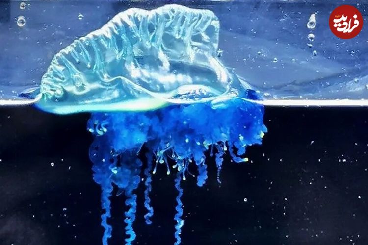 ببینید| کشف یک عروس دریایی سامورایی در ژاپن!