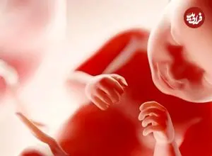 جنین انسان چه زمانی «آگاه» می‌شود؟