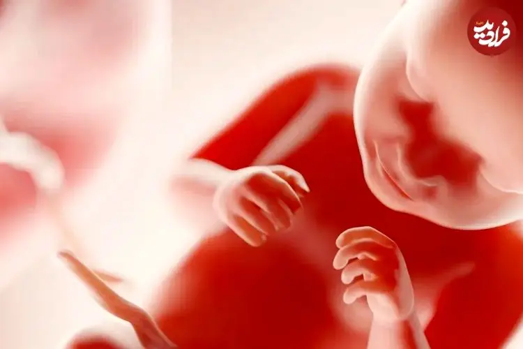 جنین انسان چه زمانی «آگاه» می‌شود؟