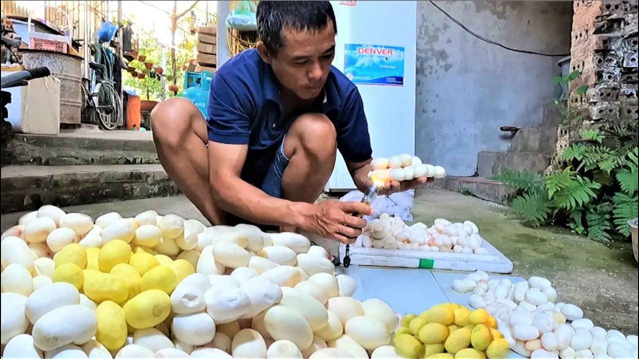 (ویدئو) مزرعه پرورش مار کبرا در ویتنام؛ فرآیند جوجه کشی 600 تخم مار در میان ماسه