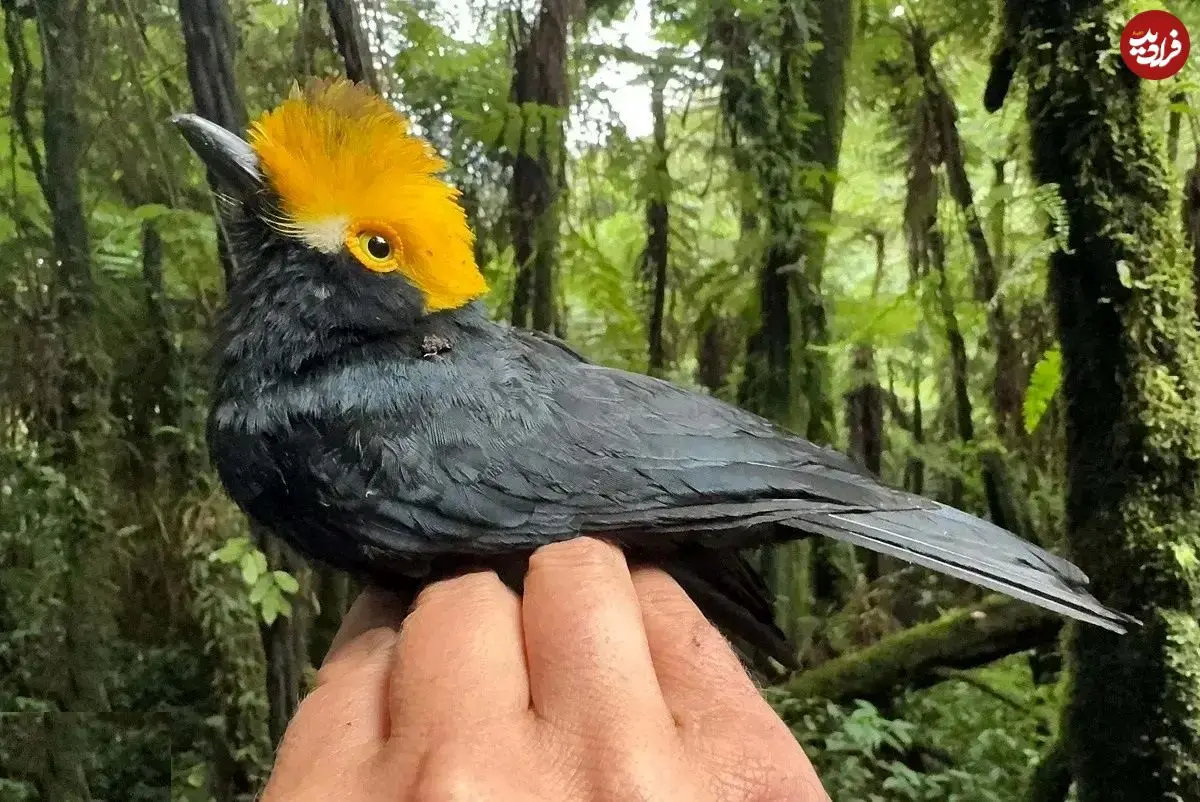 تصاویر؛ سنگ‌چشم شاه آلبرت؛ پرنده‌ای شبیه شوالیه‌ها که منتقرض شده بود و اما دوباره در آفریقا پیدا شد و تنها یک عکس از آن وجود دارد!