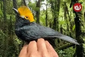 تصاویر؛ سنگ‌چشم شاه آلبرت؛ پرنده‌ای شبیه شوالیه‌ها که منتقرض شده بود و اما دوباره در آفریقا پیدا شد و تنها یک عکس از آن وجود دارد!