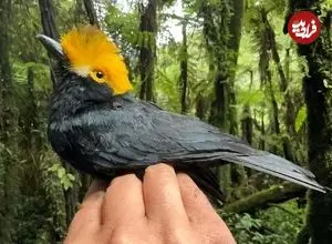 تصاویر؛ سنگ‌چشم شاه آلبرت؛ پرنده‌ای شبیه شوالیه‌ها که منتقرض شده بود و اما دوباره در آفریقا پیدا شد و تنها یک عکس از آن وجود دارد!