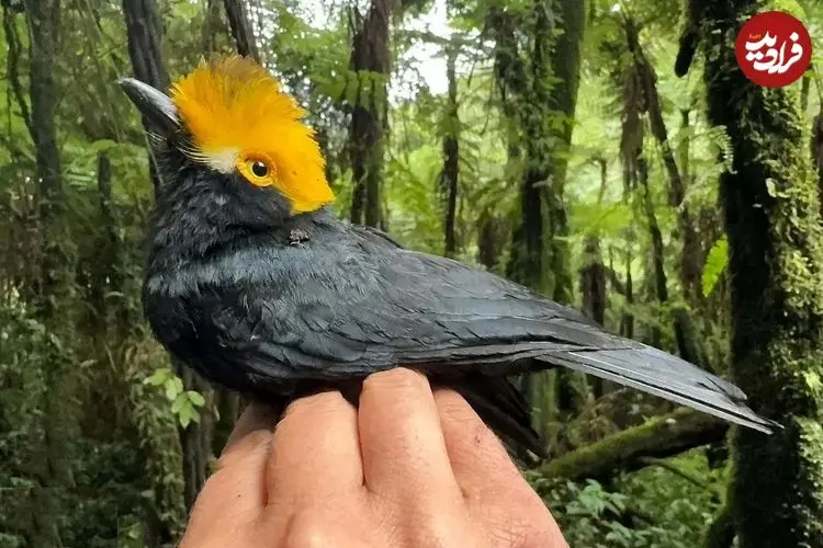 تصاویر؛ سنگ‌چشم شاه آلبرت؛ پرنده‌ای شبیه شوالیه‌ها که منتقرض شده بود و اما دوباره در آفریقا پیدا شد و تنها یک عکس از آن وجود دارد!