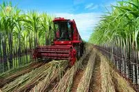 ببینید| مراحل دیدنی برداشت هزاران تن نیشکر و فرآوری آن در آمریکا