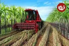 ببینید| مراحل دیدنی برداشت هزاران تن نیشکر و فرآوری آن در آمریکا