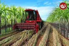 ببینید| مراحل دیدنی برداشت هزاران تن نیشکر و فرآوری آن در آمریکا