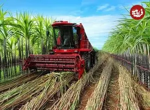 ببینید| مراحل دیدنی برداشت هزاران تن نیشکر و فرآوری آن در آمریکا