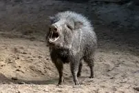 تصاویر؛ گراز‌های بدبو؛ پستاندارانی اجتماعی با پوزه گرد و عاج‌های قدرتمند که از ریشه‌ها، میوه‌ها و حتی کاکتوس تیغ‌دار تغذیه می‌کنند