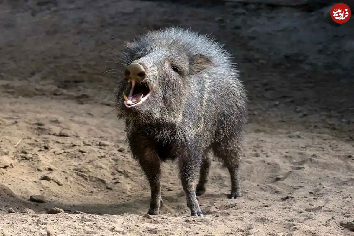 تصاویر؛ گراز‌های بدبو؛ پستاندارانی اجتماعی با پوزه گرد و عاج‌های قدرتمند که از ریشه‌ها، میوه‌ها و حتی کاکتوس تیغ‌دار تغذیه می‌کنند