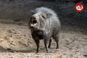 تصاویر؛ گراز‌های بدبو؛ پستاندارانی اجتماعی با پوزه گرد و عاج‌های قدرتمند که از ریشه‌ها، میوه‌ها و حتی کاکتوس تیغ‌دار تغذیه می‌کنند