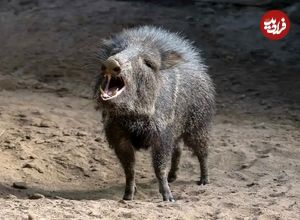 تصاویر؛ گراز‌های بدبو؛ پستاندارانی اجتماعی با پوزه گرد و عاج‌های قدرتمند که از ریشه‌ها، میوه‌ها و حتی کاکتوس تیغ‌دار تغذیه می‌کنند