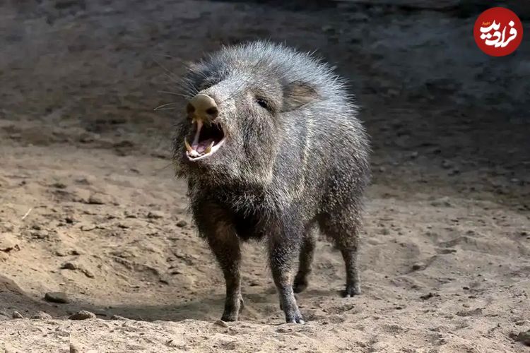 تصاویر؛ گراز‌های بدبو؛ پستاندارانی اجتماعی با پوزه گرد و عاج‌های قدرتمند که از ریشه‌ها، میوه‌ها و حتی کاکتوس تیغ‌دار تغذیه می‌کنند