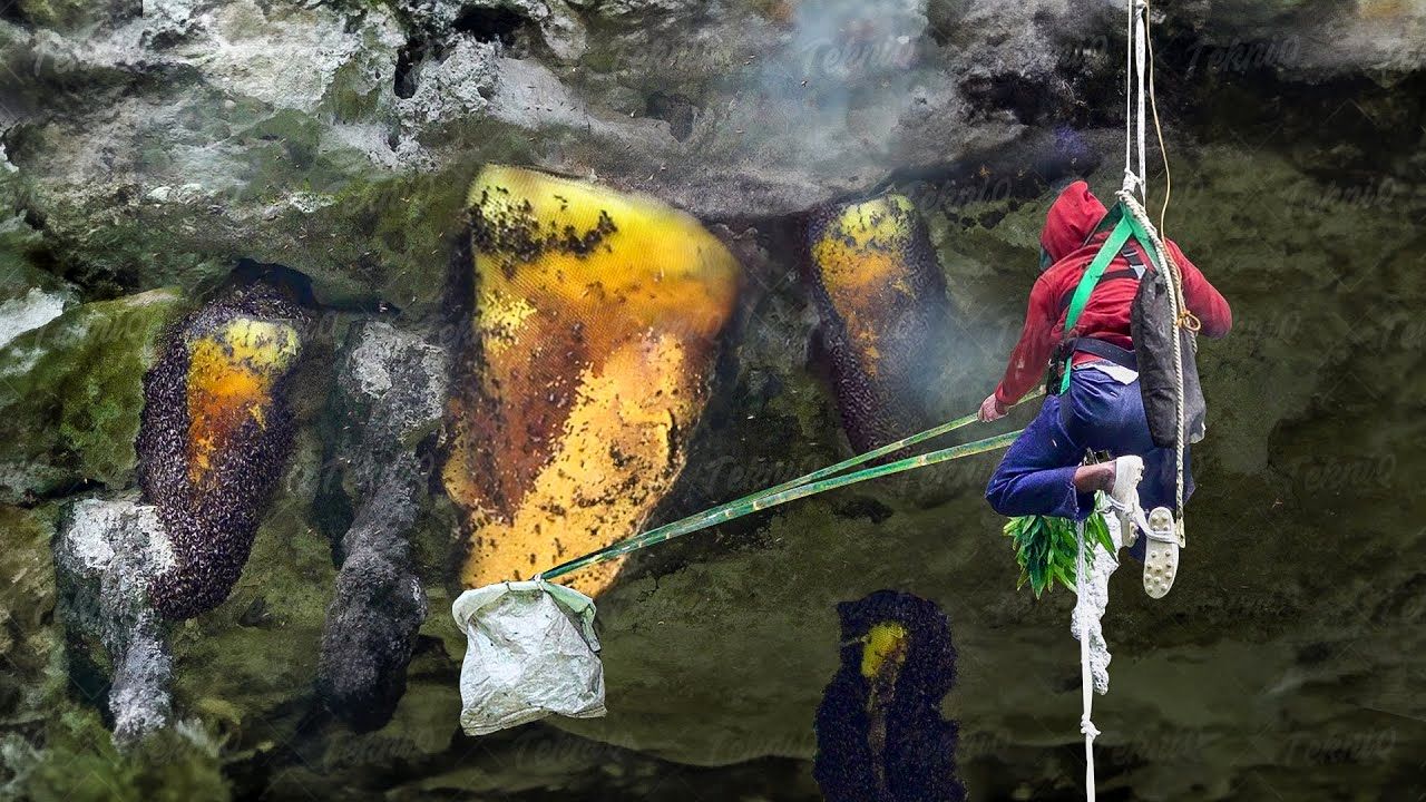 (ویدئو) ببینید شکارچیان نپالی چگونه عسل وحشی را از روی صخره های مرگبار برداشت می کنند