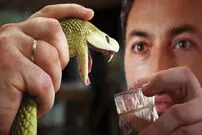 (ویدئو) مزرعه پرورش مارهای سمی؛ نمایی نزدیک از فرآیند استخراج سم مار