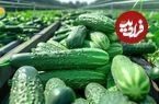 ببینید| چگونه هزاران تن خیار برداشت و به خیارشور تولید می شود؟