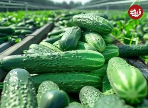 ببینید| چگونه هزاران تن خیار برداشت و به خیارشور تولید می شود؟