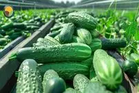 ببینید| چگونه هزاران تن خیار برداشت و به خیارشور تولید می شود؟