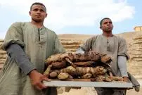 (عکس) کشف مومیایی 8 میلیون حیوان در یک قبرستان تاریخی در مصر