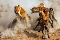 (ویدئو) انتقام گله شیرها از کفتارهایی که به شیر ماده حمله کرده بودند
