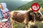 ببینید؛ غذای روستایی در ایران؛ تهیه کره سنتی و پخت آش دوغ