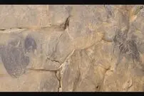 کشف فسیل قدیمی‌ترین عروس دریایی تاریخ در کانادا