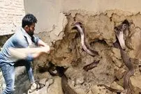 (ویدئو) مارگیر شجاع هندی 3 کبرای بزرگ را از درون دیوار گلی بیرون کشید