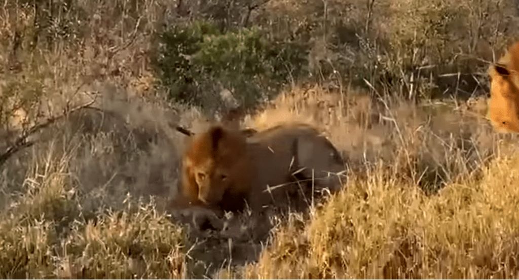( ویدیو) شیرها، شکار پلنگ را از دهانش بیرون کشیدند