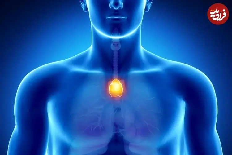 یک عضو نادیده گرفته شده بدن، احتمالاً اهمیتی حیاتی برای طول عمر دارد