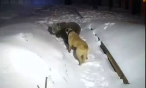 (ویدیو) تقابل سگ کانگال نگهبان با خرسی که وارد خانه شده است 