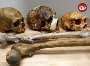 تغییرات آب و هوایی چه تاثیری بر اندازۀ مغز و بدن انسان گذاشته است؟