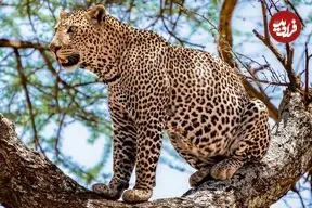 ببینید| شکار سه‌گانه پلنگ؛ نادرترین لحظه حیات وحش