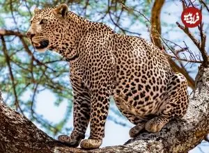 ببینید| شکار سه‌گانه پلنگ؛ نادرترین لحظه حیات وحش