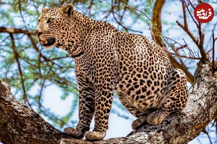 ببینید| شکار سه‌گانه پلنگ؛ نادرترین لحظه حیات وحش