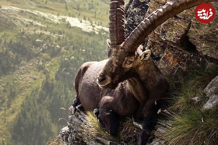 تصاویر؛ قاب‌های ناب و متفاوت از حیات وحش؛ از «تولد مار» تا «استراحتگاه بز کوهی»