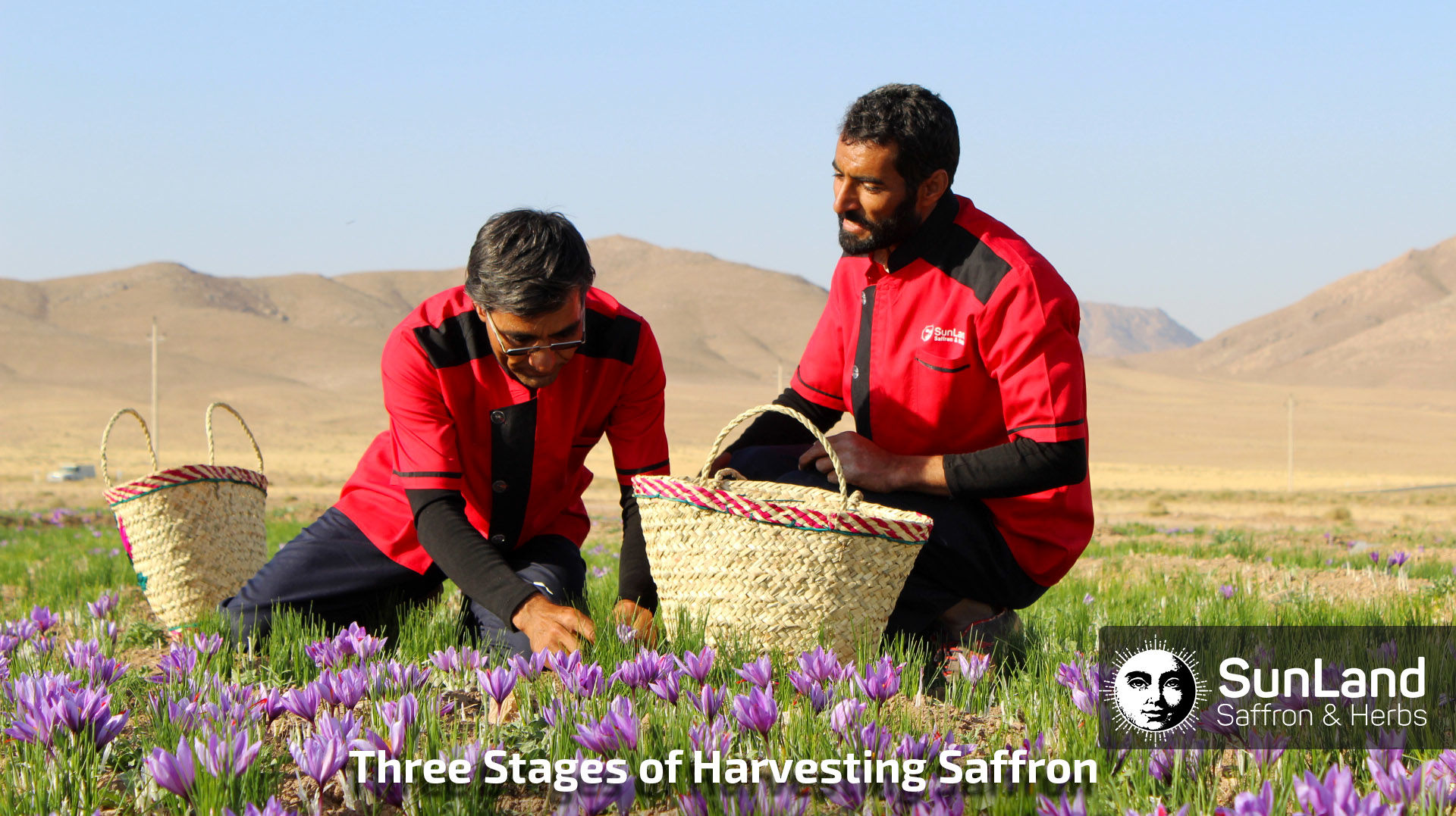 (ویدئو) ببینید افغان ها چگونه هزاران کیلو زعفران را پس از کشت و برداشت، فرآوری می کنند