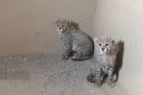 از «آذر» و « توران» چه خبر؟