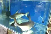 (ویدئو) ماهی بی‌اعصاب بازدید کننده آکواریوم را ضربه فنی کرد!
